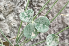 Oxalis megalorrhiza