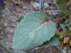 Chylismia claviformis cruciformis