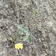 Oxalis megalorrhiza