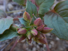 Chylismia claviformis cruciformis