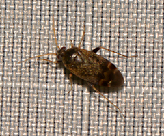 Psallus variabilis