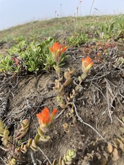 Castilleja mendocinensis