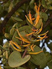 Dendrophthoe homoplastica