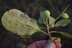 Terminalia aridicola