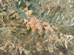Olea europaea