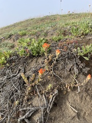 Castilleja mendocinensis
