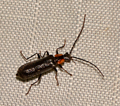 Rhagonycha lineola