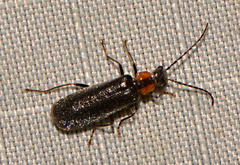 Rhagonycha lineola