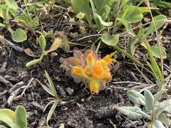 Castilleja mendocinensis