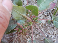 Chylismia claviformis cruciformis