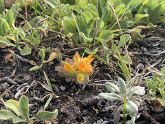 Castilleja mendocinensis
