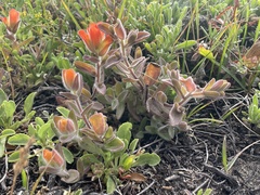 Castilleja mendocinensis