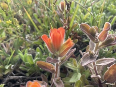 Castilleja mendocinensis