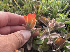 Castilleja mendocinensis