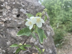 Philadelphus pekinensis