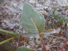 Chylismia claviformis cruciformis