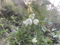 Philadelphus pekinensis