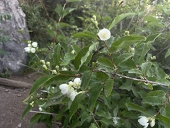 Philadelphus pekinensis