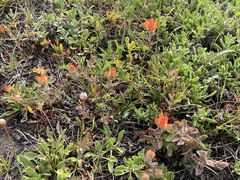 Castilleja mendocinensis