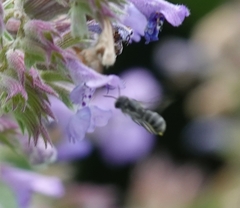 Megachile campanulae