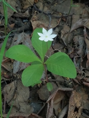 Lysimachia europaea