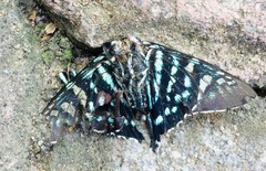 Phocides urania urania