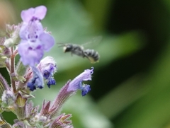 Megachile campanulae