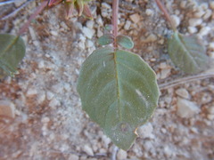 Chylismia claviformis cruciformis
