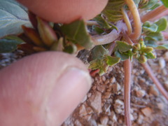 Chylismia claviformis cruciformis