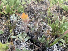 Castilleja mendocinensis
