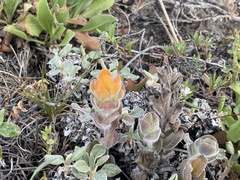 Castilleja mendocinensis