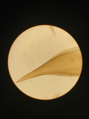 Sematophyllum adnatum
