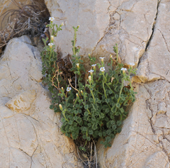 Phacelia perityloides