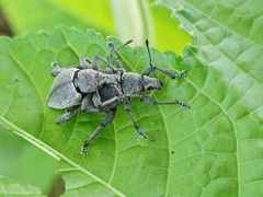 Elytrurus marginatus