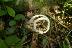 Ileodictyon cibarium