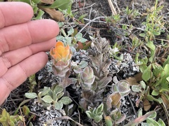 Castilleja mendocinensis