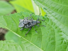 Elytrurus marginatus