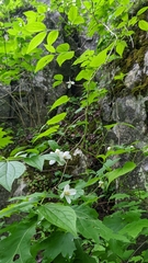 Philadelphus inodorus