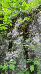 Philadelphus inodorus