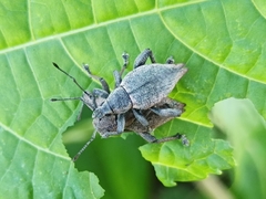 Elytrurus marginatus