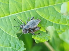 Elytrurus marginatus