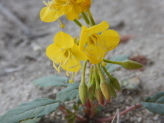 Chylismia claviformis cruciformis