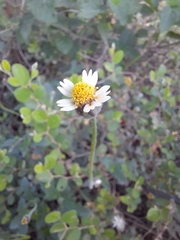 Tridax procumbens