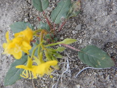 Chylismia claviformis cruciformis
