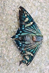 Phocides urania urania