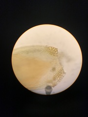 Sematophyllum adnatum