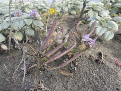 Erysimum menziesii