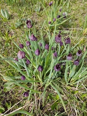 Allium atrosanguineum