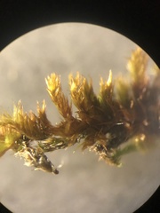 Sematophyllum adnatum