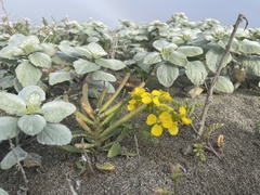Erysimum menziesii